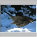 Turdus merula - Amsel w04.jpg